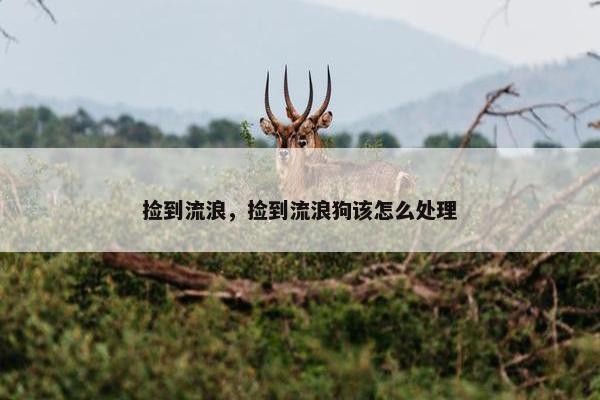 捡到流浪，捡到流浪狗该怎么处理