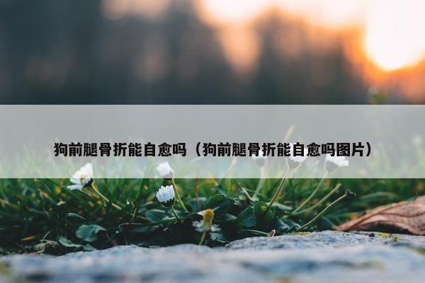 狗前腿骨折能自愈吗（狗前腿骨折能自愈吗图片）