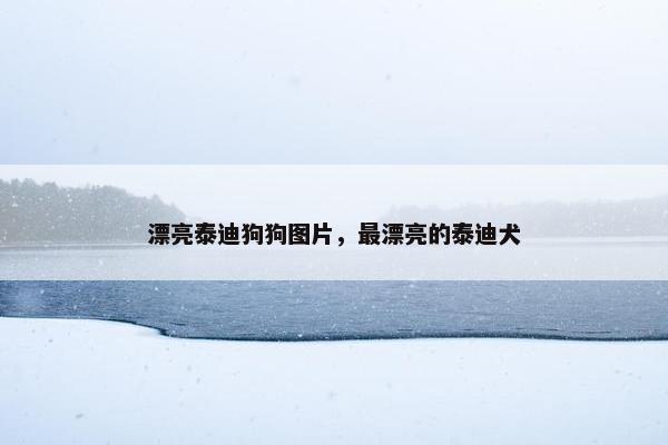 漂亮泰迪狗狗图片，最漂亮的泰迪犬