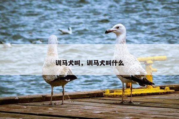 训马犬叫，训马犬叫什么