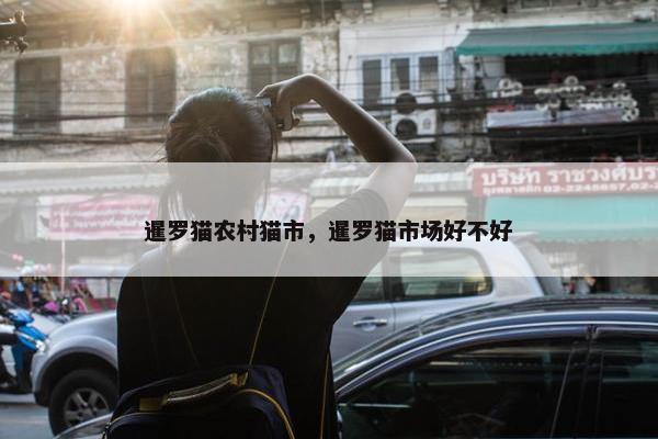 暹罗猫农村猫市，暹罗猫市场好不好