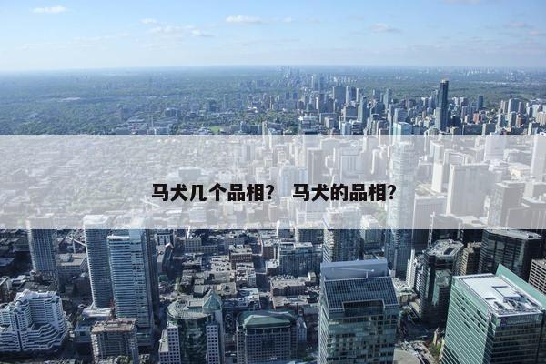马犬几个品相？ 马犬的品相？