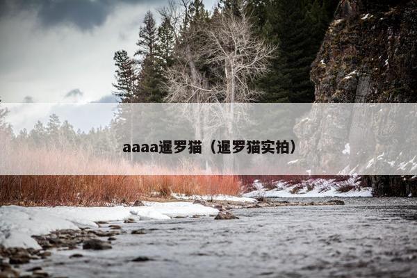 aaaa暹罗猫（暹罗猫实拍）