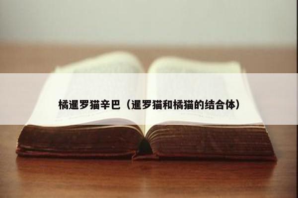 橘暹罗猫辛巴（暹罗猫和橘猫的结合体）