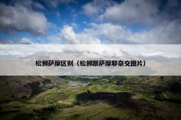 松狮萨摩区别（松狮跟萨摩耶杂交图片）