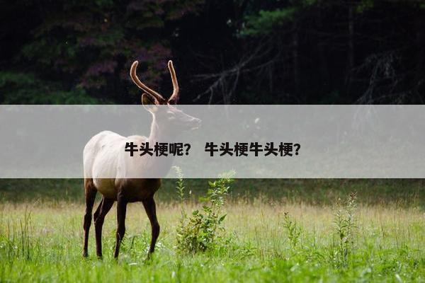 牛头梗呢？ 牛头梗牛头梗？