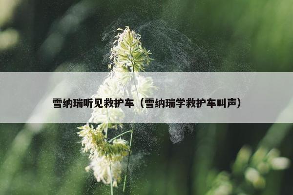 雪纳瑞听见救护车（雪纳瑞学救护车叫声）