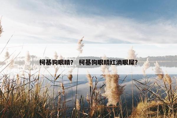 柯基狗眼睛？ 柯基狗眼睛红淌眼屎？