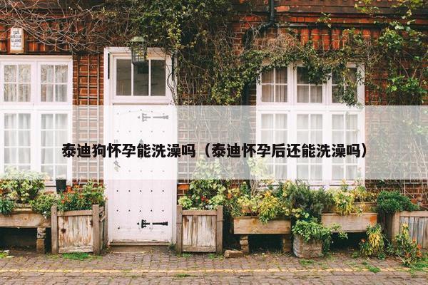 泰迪狗怀孕能洗澡吗（泰迪怀孕后还能洗澡吗）