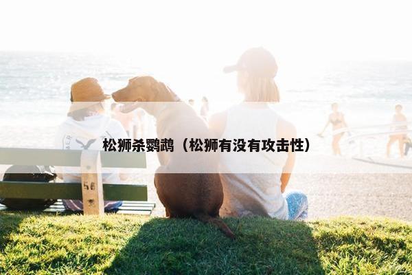 松狮杀鹦鹉（松狮有没有攻击性）