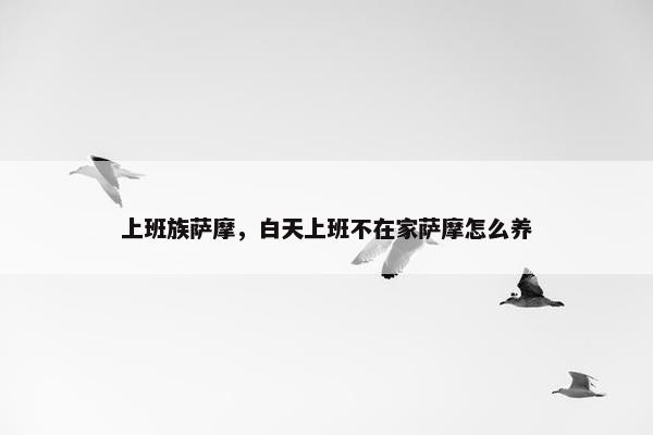 上班族萨摩，白天上班不在家萨摩怎么养