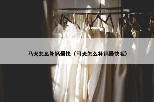 马犬怎么补钙最快（马犬怎么补钙最快呢）