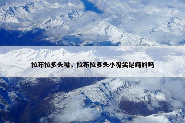 拉布拉多头嘴，拉布拉多头小嘴尖是纯的吗