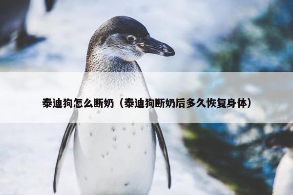 泰迪狗怎么断奶（泰迪狗断奶后多久恢复身体）