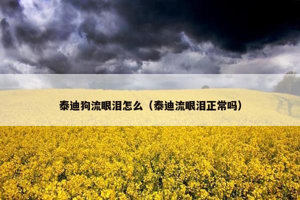 泰迪狗流眼泪怎么（泰迪流眼泪正常吗）