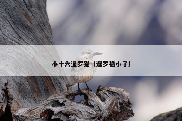 小十六暹罗猫（暹罗猫小子）