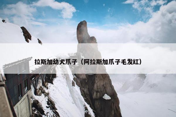 拉斯加幼犬爪子（阿拉斯加爪子毛发红）