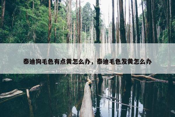 泰迪狗毛色有点黄怎么办，泰迪毛色发黄怎么办