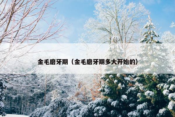 金毛磨牙期（金毛磨牙期多大开始的）