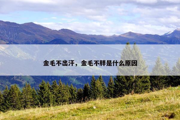 金毛不出汗，金毛不胖是什么原因
