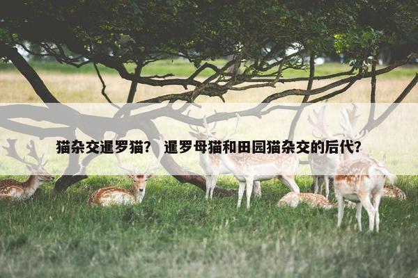 猫杂交暹罗猫？ 暹罗母猫和田园猫杂交的后代？