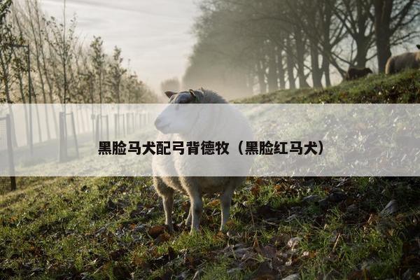 黑脸马犬配弓背德牧（黑脸红马犬）
