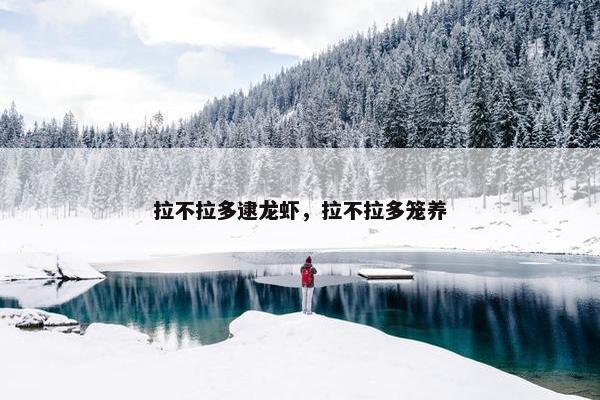 拉不拉多逮龙虾，拉不拉多笼养