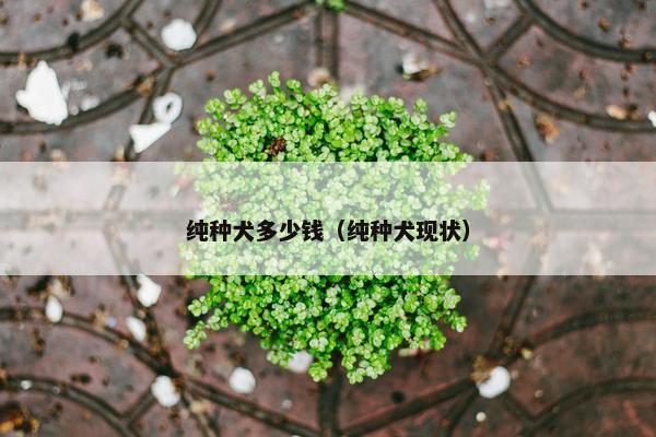 纯种犬多少钱（纯种犬现状）
