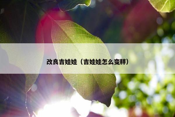 改良吉娃娃（吉娃娃怎么变胖）