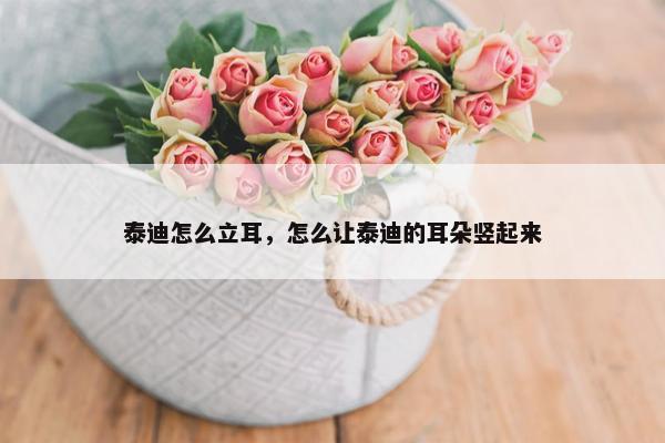 泰迪怎么立耳，怎么让泰迪的耳朵竖起来
