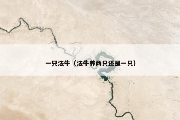 一只法牛（法牛养两只还是一只）