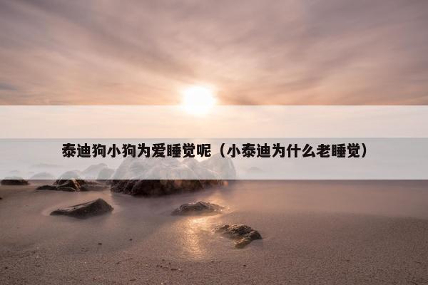 泰迪狗小狗为爱睡觉呢（小泰迪为什么老睡觉）