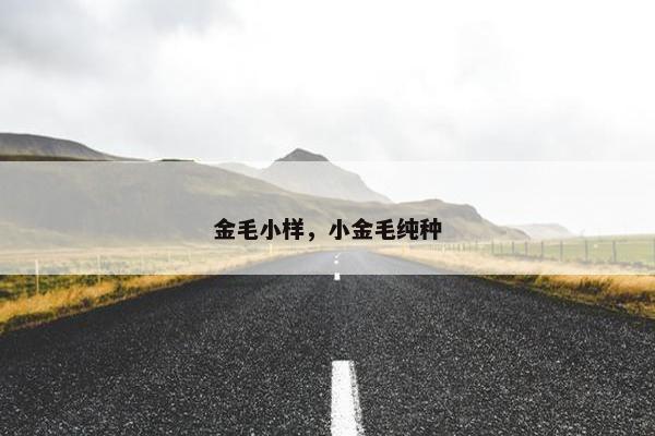 金毛小样，小金毛纯种