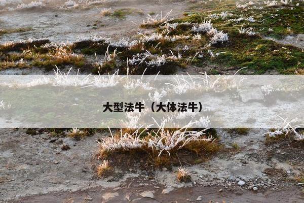 大型法牛（大体法牛）