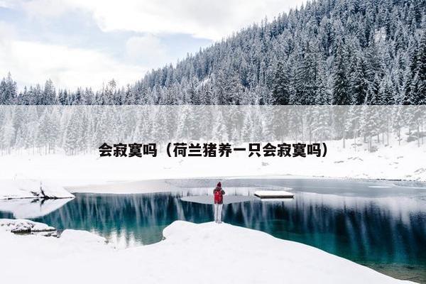 会寂寞吗（荷兰猪养一只会寂寞吗）
