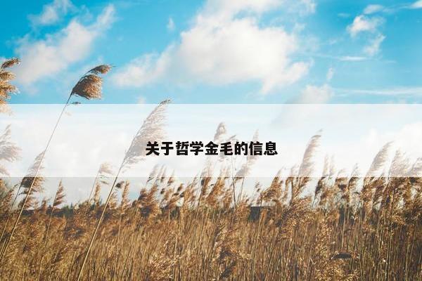关于哲学金毛的信息