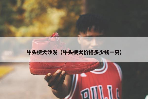 牛头梗犬沙发（牛头梗犬价格多少钱一只）