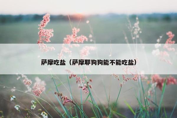 萨摩吃盐（萨摩耶狗狗能不能吃盐）