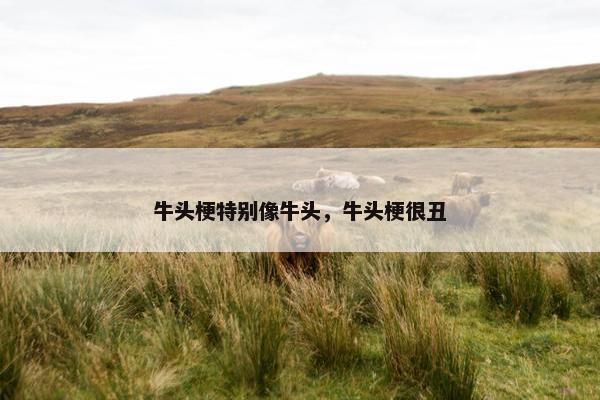 牛头梗特别像牛头，牛头梗很丑