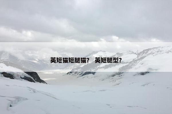 英短猫短腿猫？ 英短腿型？