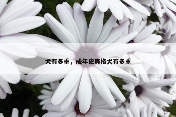 犬有多重，成年史宾格犬有多重