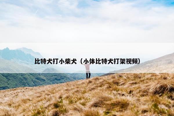 比特犬打小柴犬（小体比特犬打架视频）