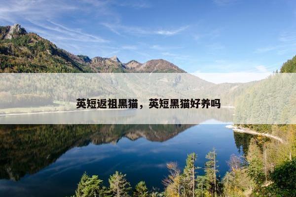 英短返祖黑猫，英短黑猫好养吗