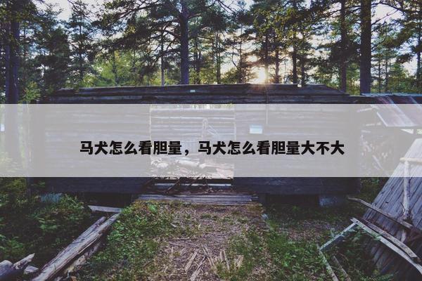 马犬怎么看胆量，马犬怎么看胆量大不大