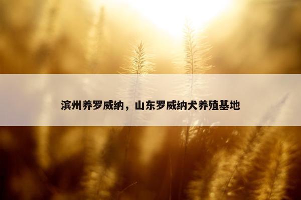 滨州养罗威纳，山东罗威纳犬养殖基地