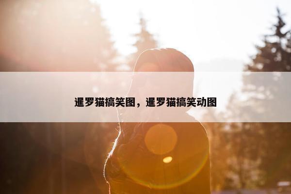 暹罗猫搞笑图，暹罗猫搞笑动图