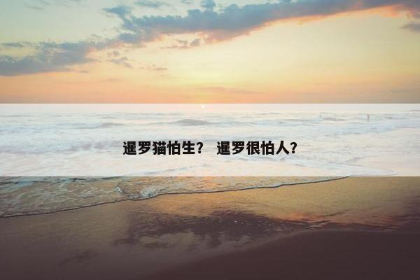 暹罗猫怕生？ 暹罗很怕人？