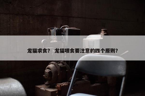 龙猫求食？ 龙猫喂食要注意的四个原则？
