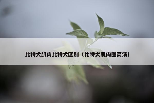 比特犬肌肉比特犬区别（比特犬肌肉图高清）