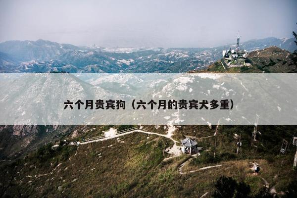 六个月贵宾狗（六个月的贵宾犬多重）
